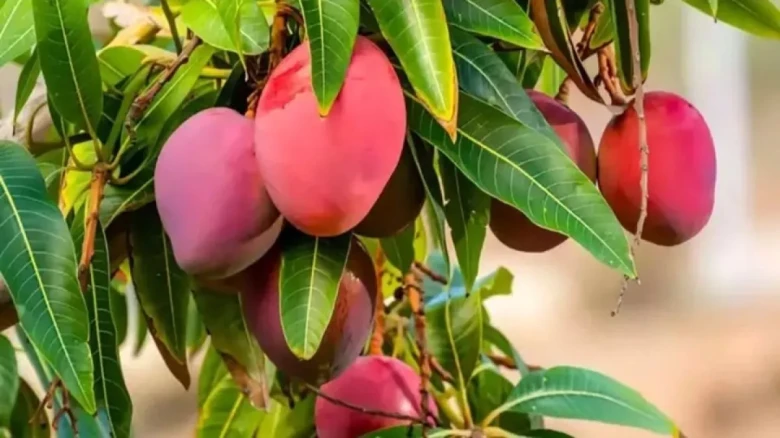 জাপানের 'সূর্যডিম' এখন বাংলাদেশের মাটিতে, স্বপ্ন বুনছেন হাজারো কৃষক